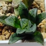 Haworthia Seedling S138 - 10