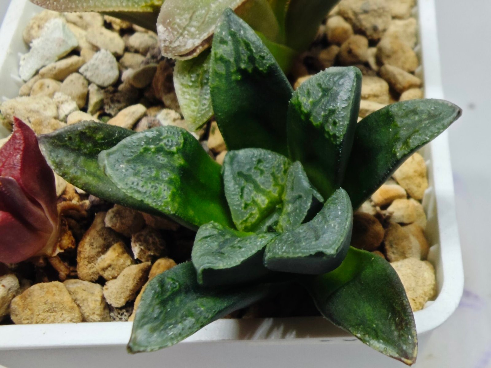 Haworthia Seedling S138 - 10