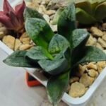 Haworthia Seedling S138 - 1