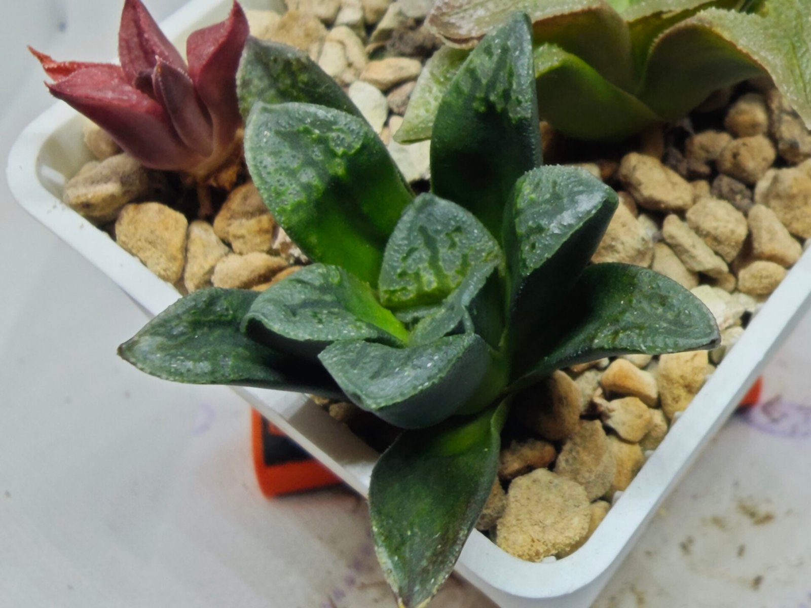 Haworthia Seedling S138 - 1