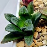Haworthia Seedling S138 - 2