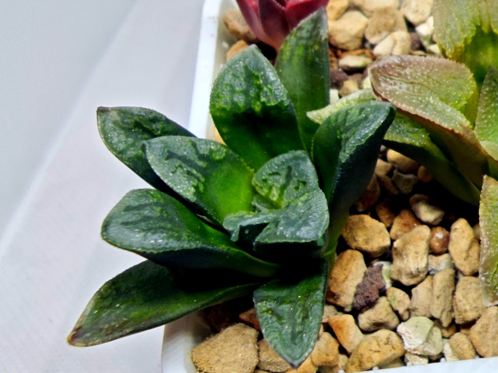 Haworthia Seedling S138 - 2