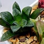 Haworthia Seedling S138 - 3