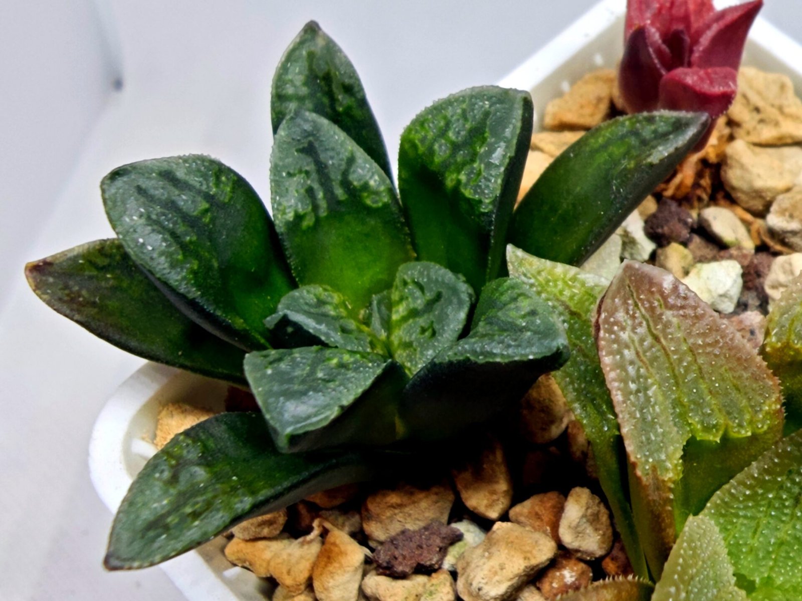 Haworthia Seedling S138 - 3