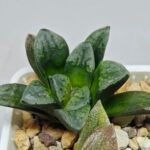 Haworthia Seedling S138 - 4