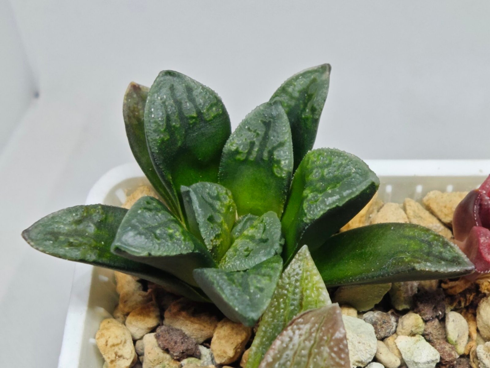 Haworthia Seedling S138 - 4