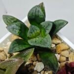 Haworthia Seedling S138 - 5