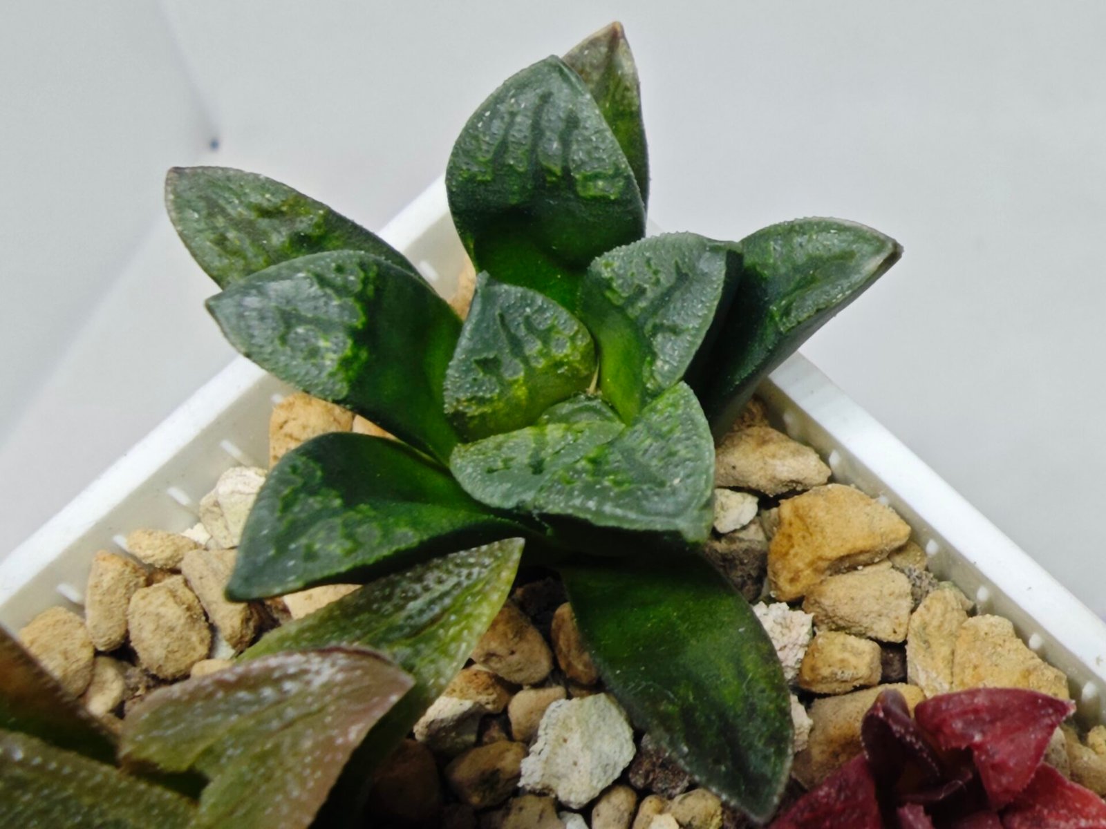 Haworthia Seedling S138 - 5