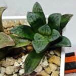 Haworthia Seedling S138 - 6