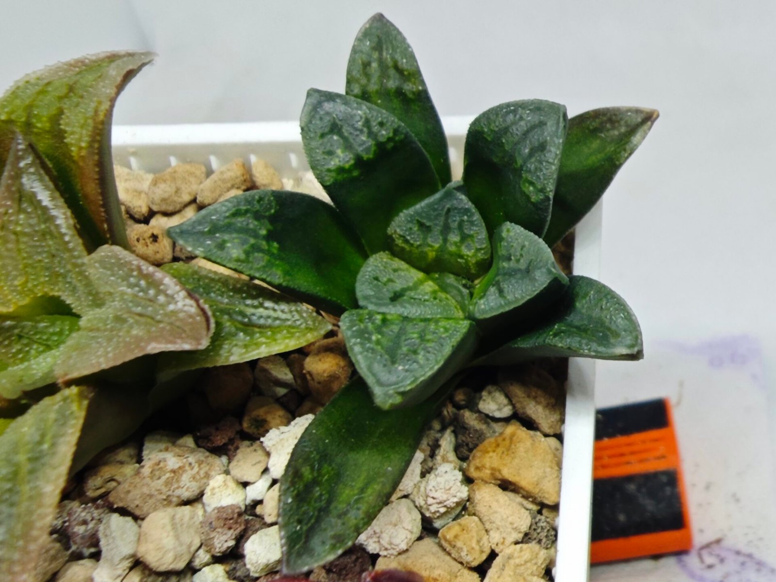 Haworthia Seedling S138 - 6