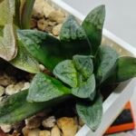 Haworthia Seedling S138 - 7