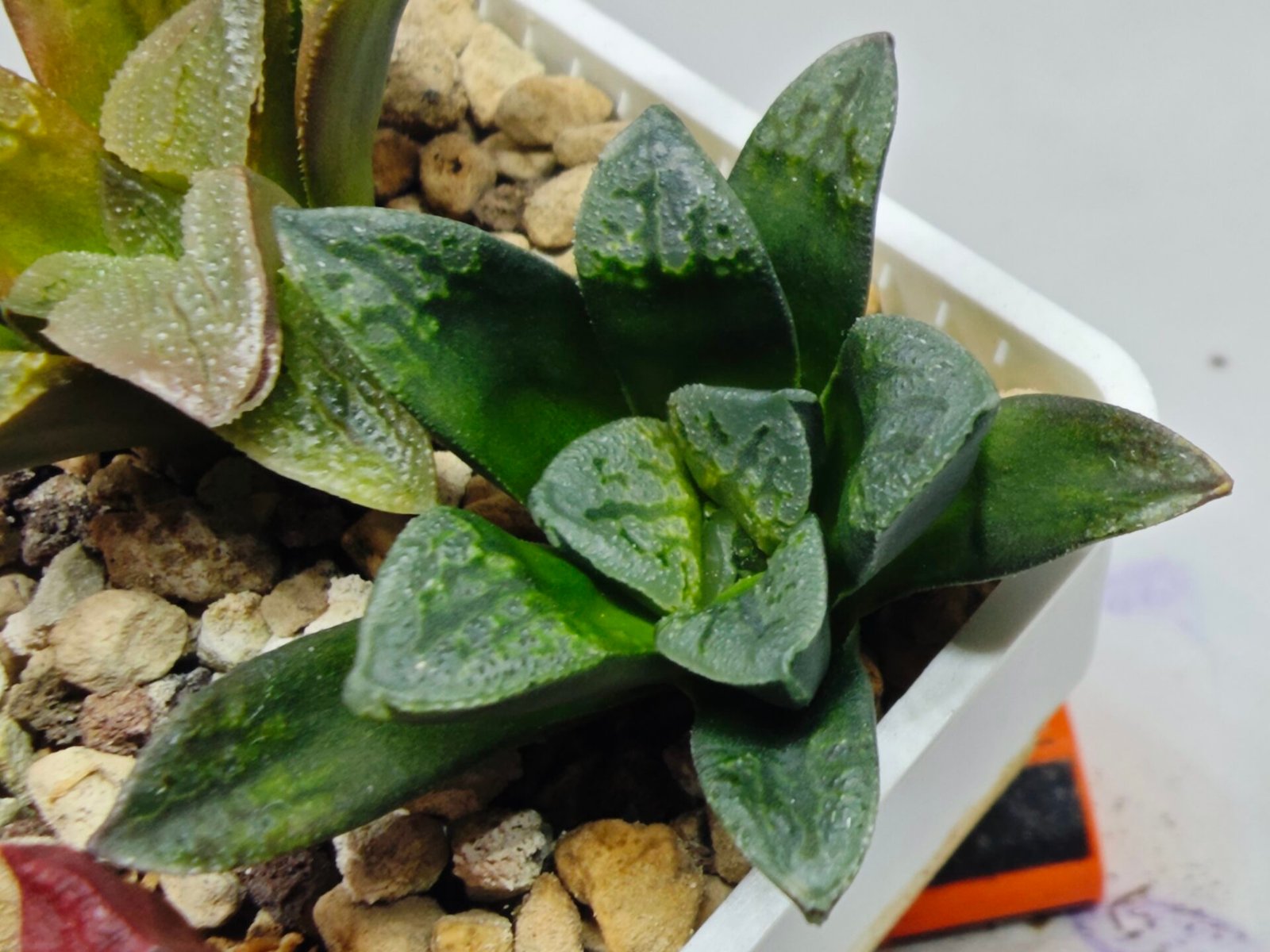 Haworthia Seedling S138 - 7