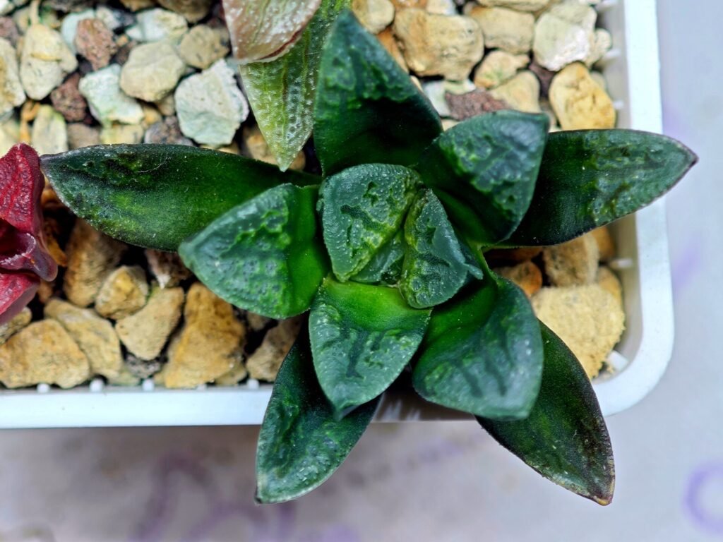 Home 4 Haworthia Seedling S138 - 8