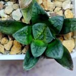 Haworthia Seedling S138 - 8