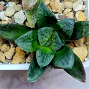 Haworthia Seedling S138 - 8