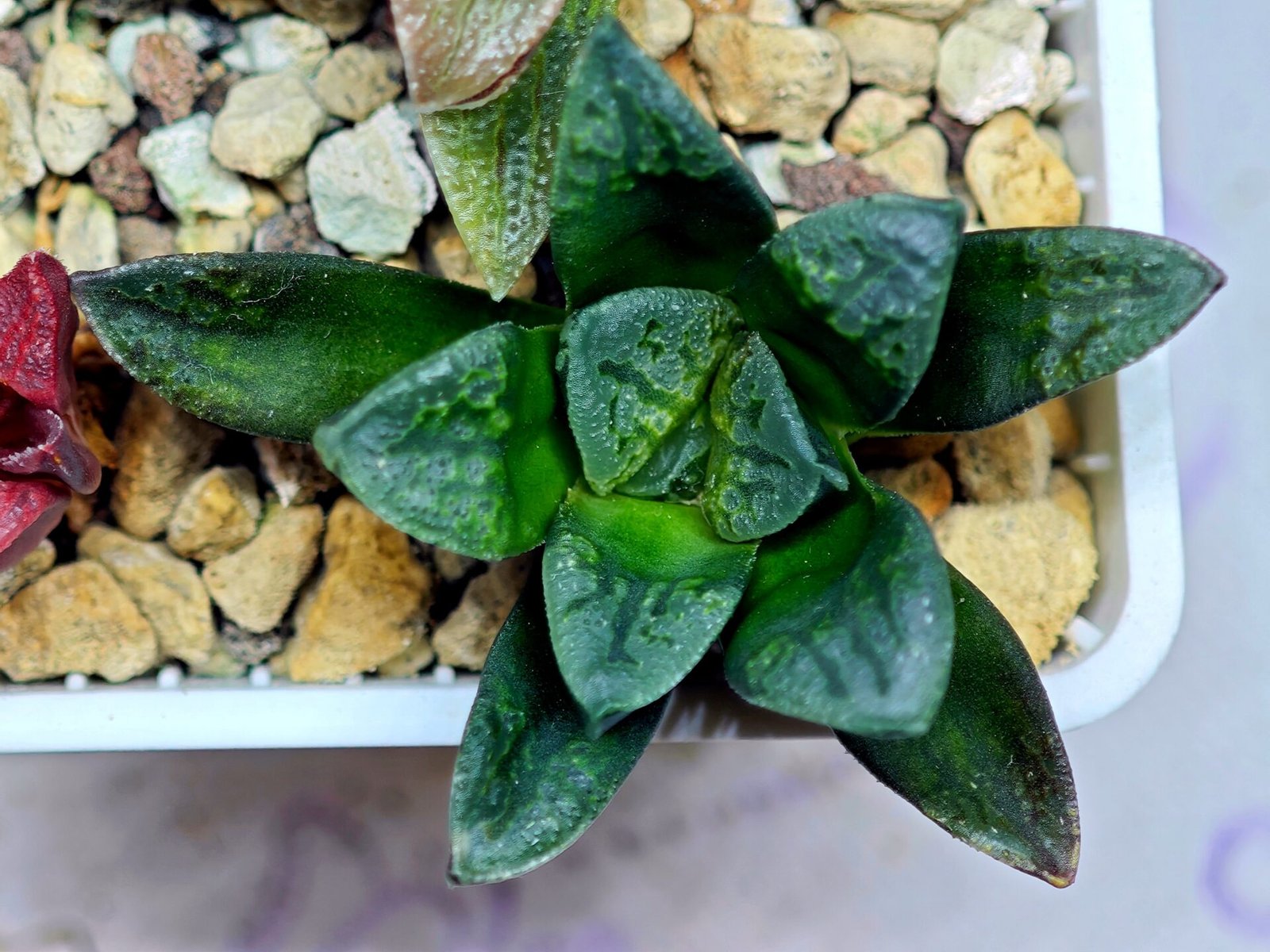 Haworthia Seedling S138 - 8
