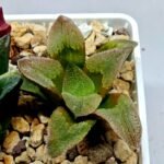 Haworthia Seedling S139 - 1