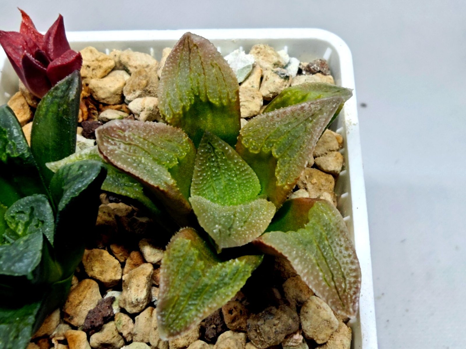 Haworthia Seedling S139 - 1