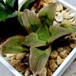 Haworthia Seedling S139 - 2