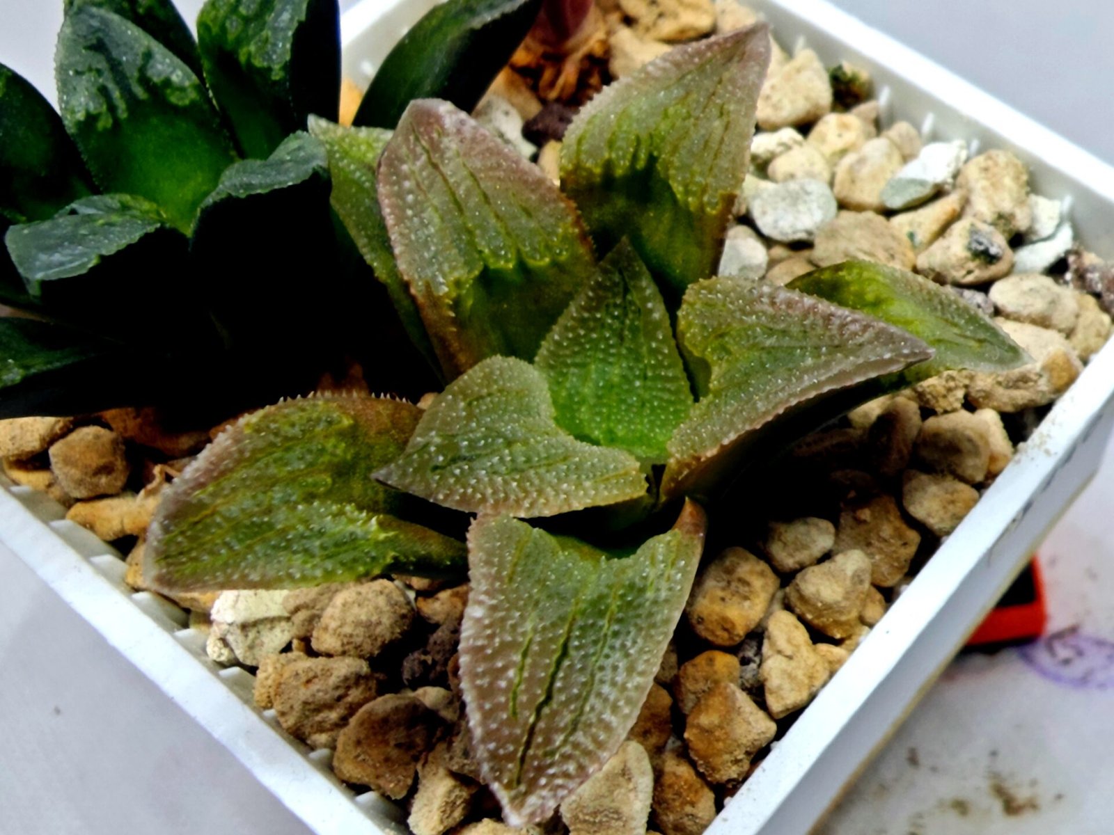 Haworthia Seedling S139 - 2