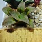 Haworthia Seedling S139 - 3