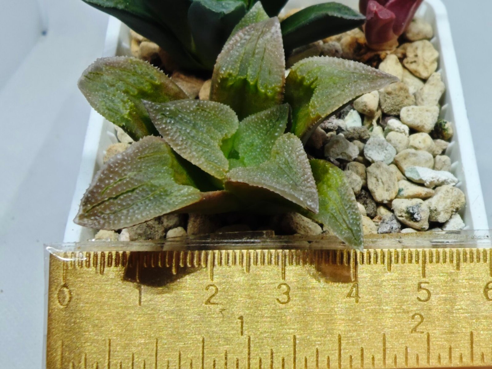 Haworthia Seedling S139 - 3