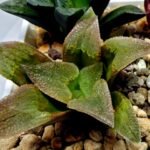 Haworthia Seedling S139 - 4