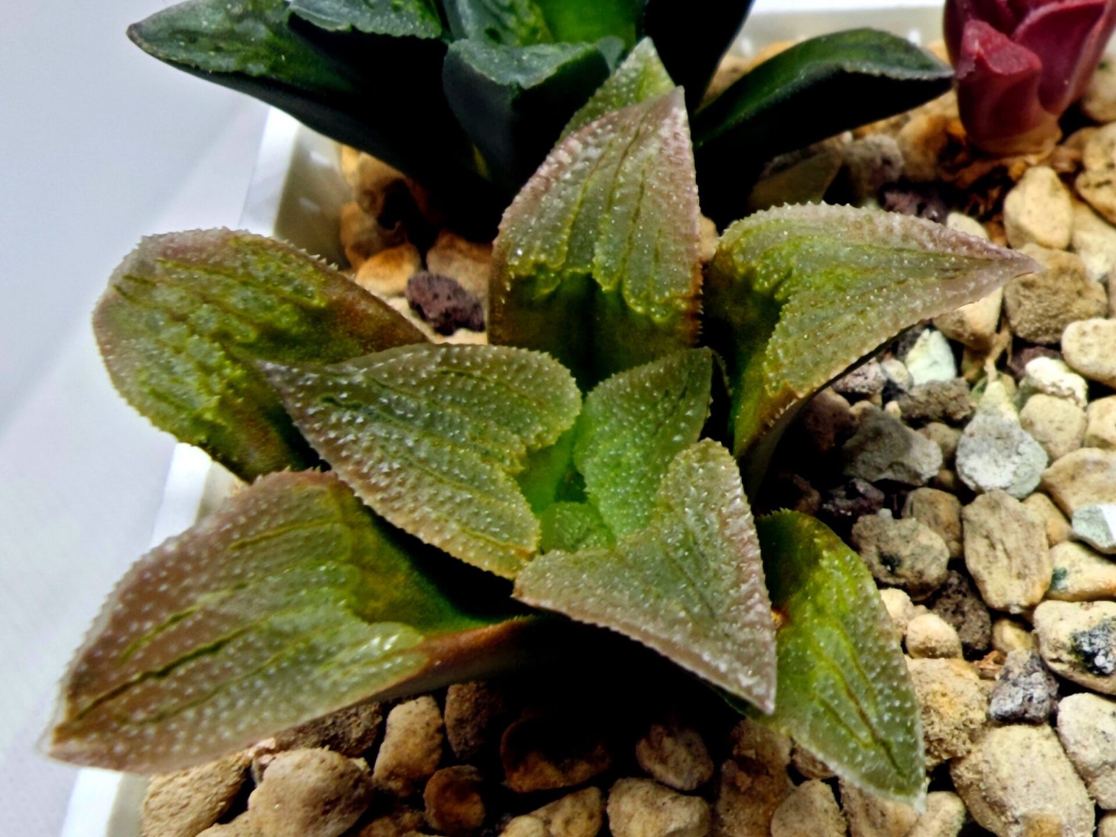 Haworthia Seedling S139 - 4
