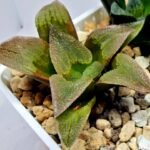Haworthia Seedling S139 - 5