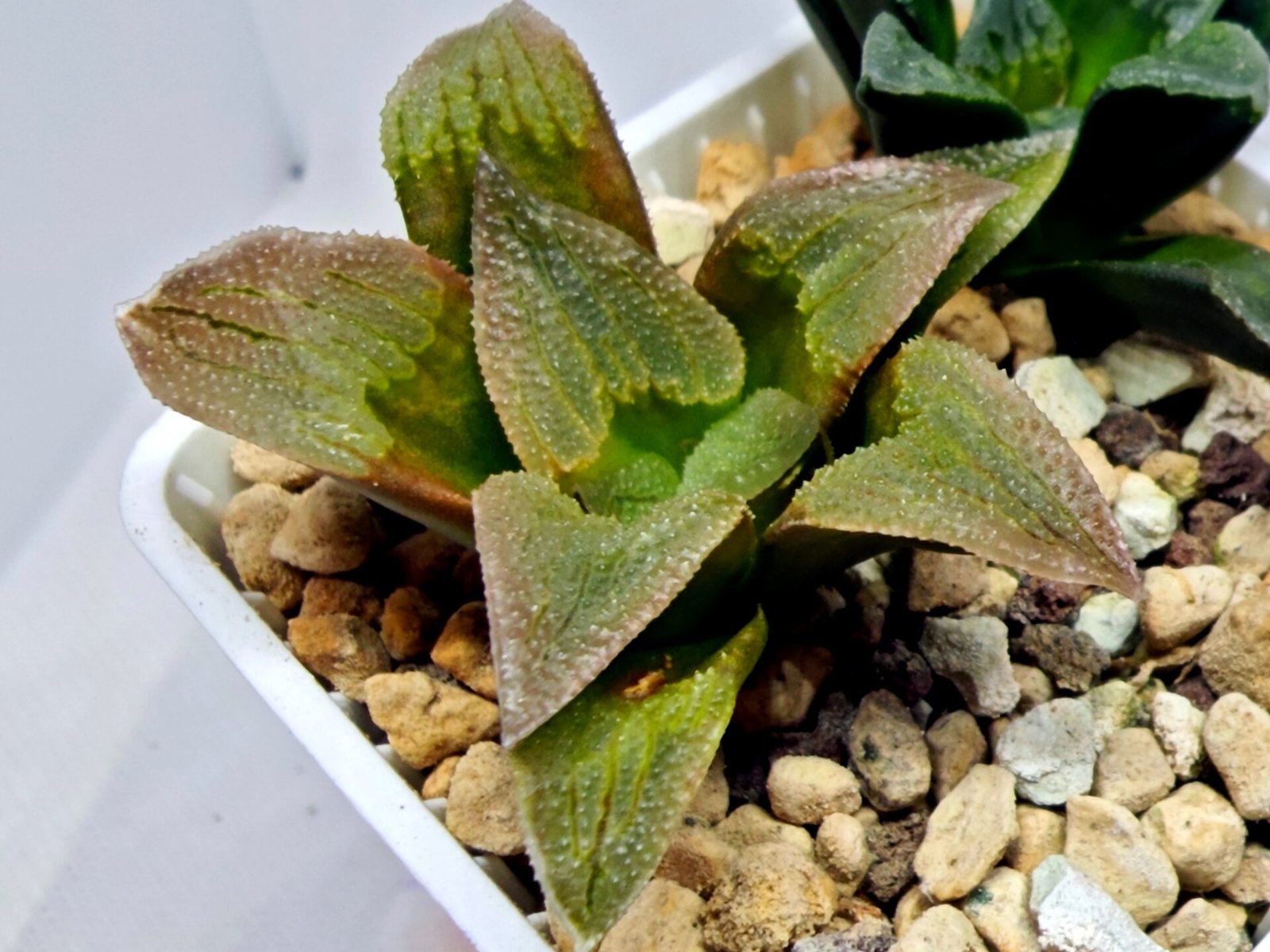 Haworthia Seedling S139 - 5