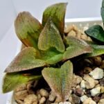 Haworthia Seedling S139 - 6