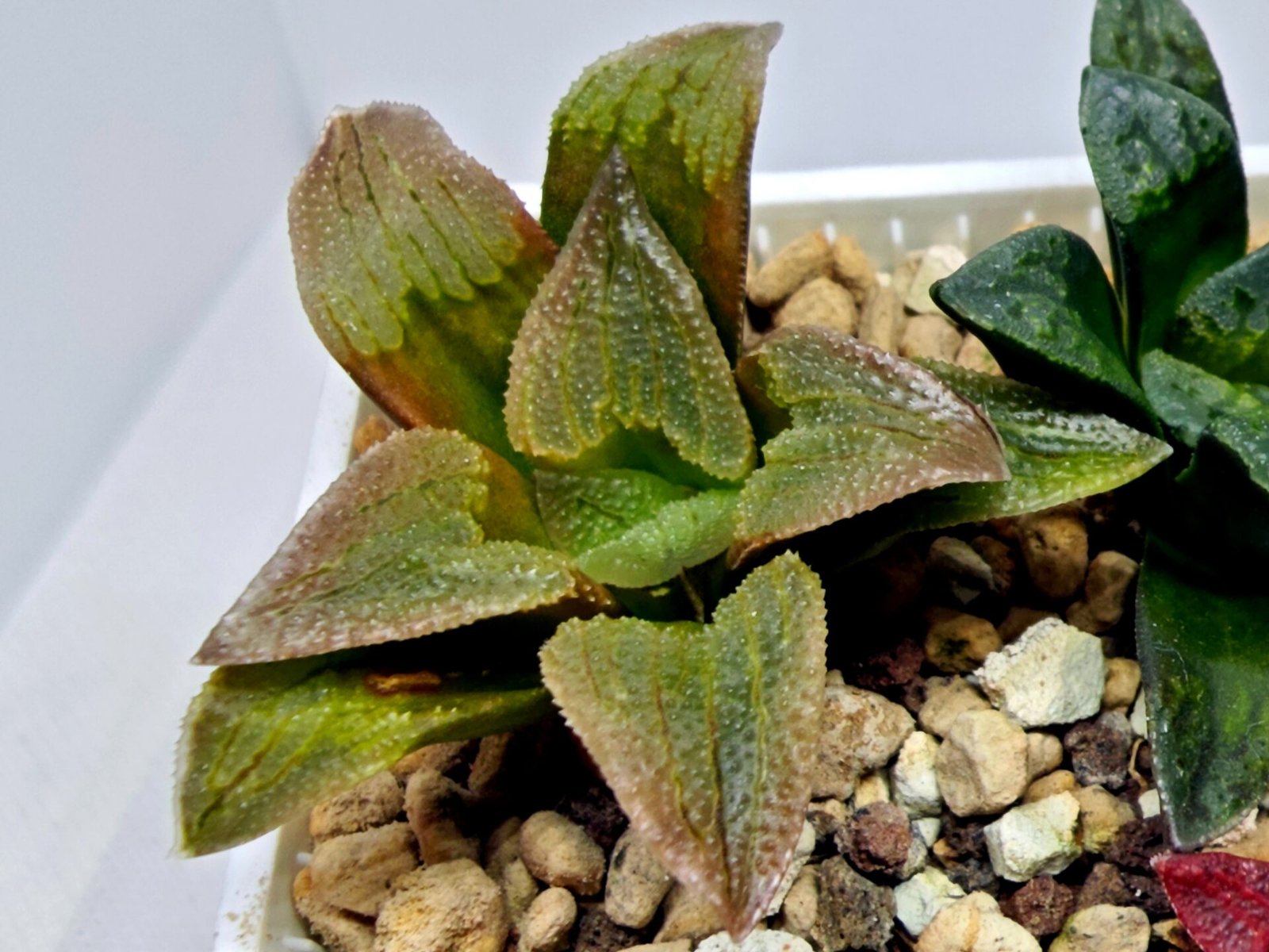 Haworthia Seedling S139 - 6