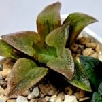 Haworthia Seedling S139 - 7