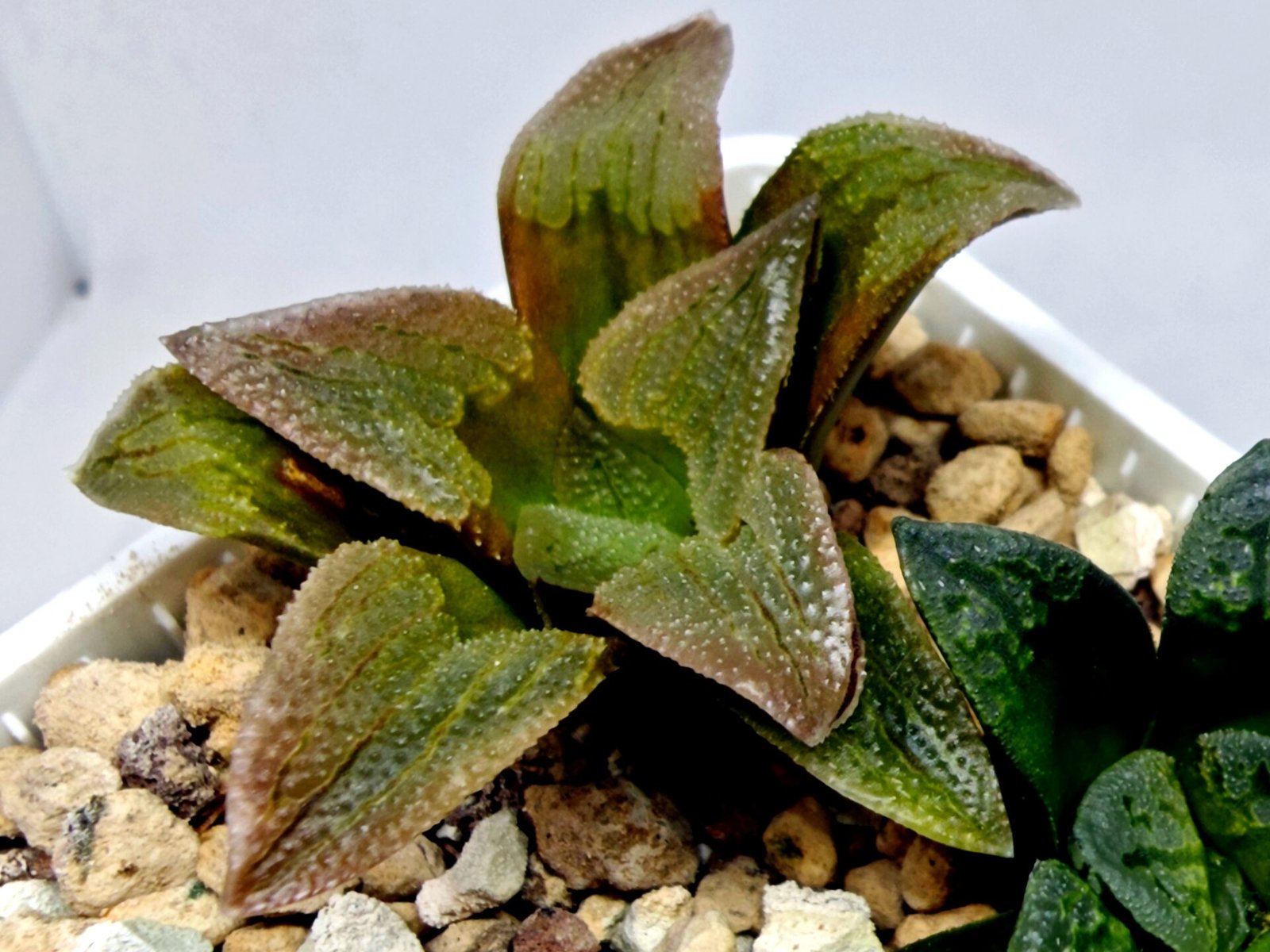 Haworthia Seedling S139 - 7