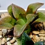 Haworthia Seedling S139 - 8