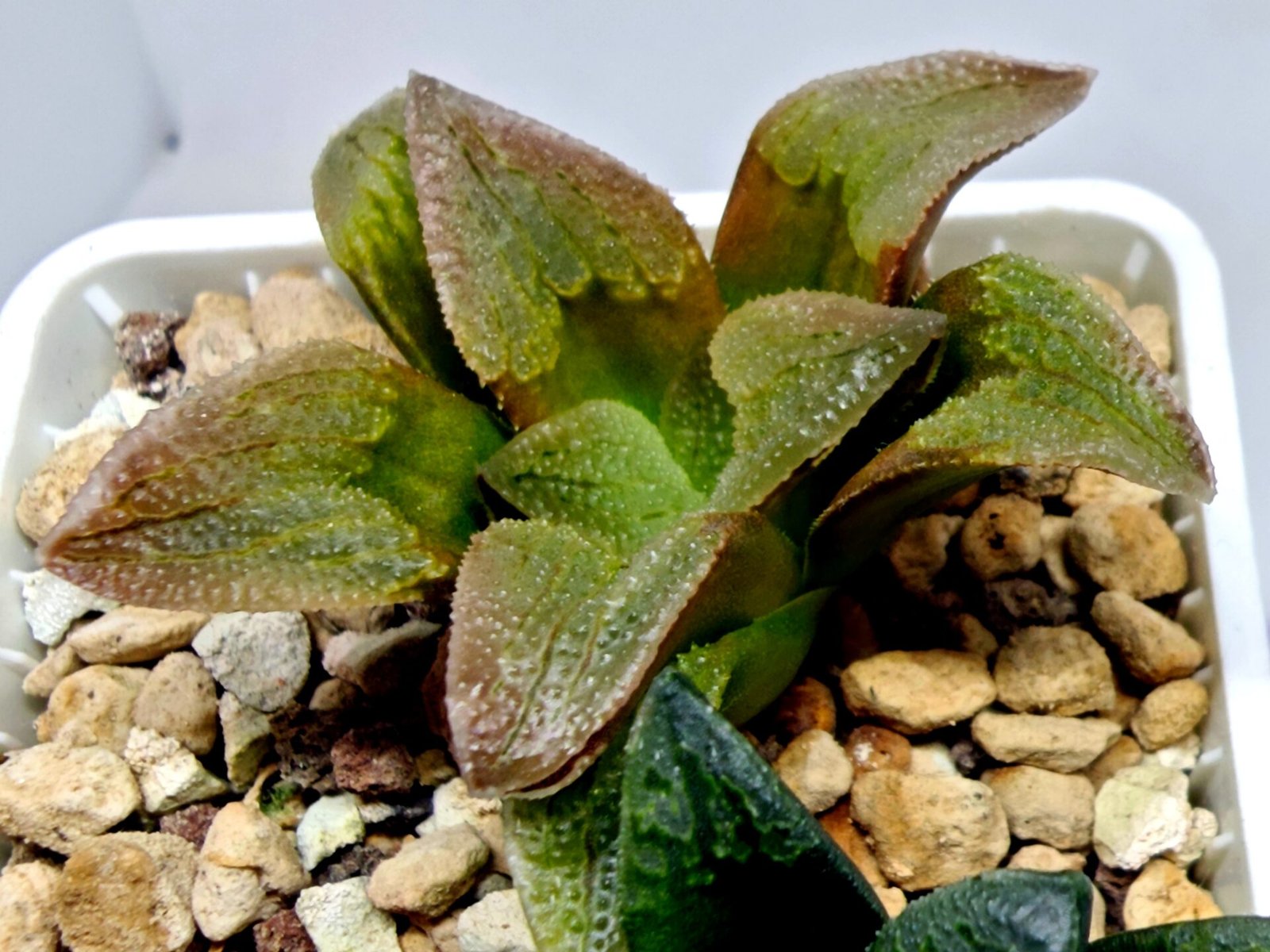 Haworthia Seedling S139 - 8