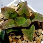 Haworthia Seedling S139 - 9