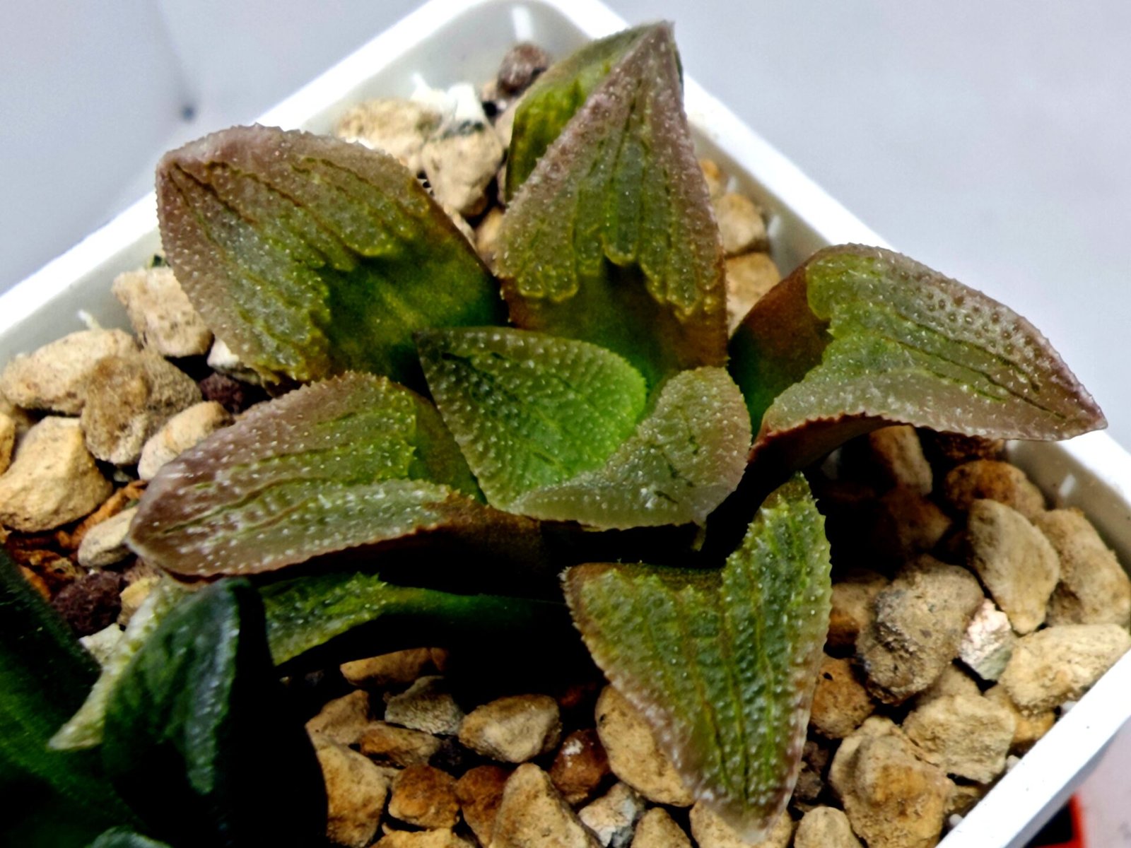 Haworthia Seedling S139 - 9