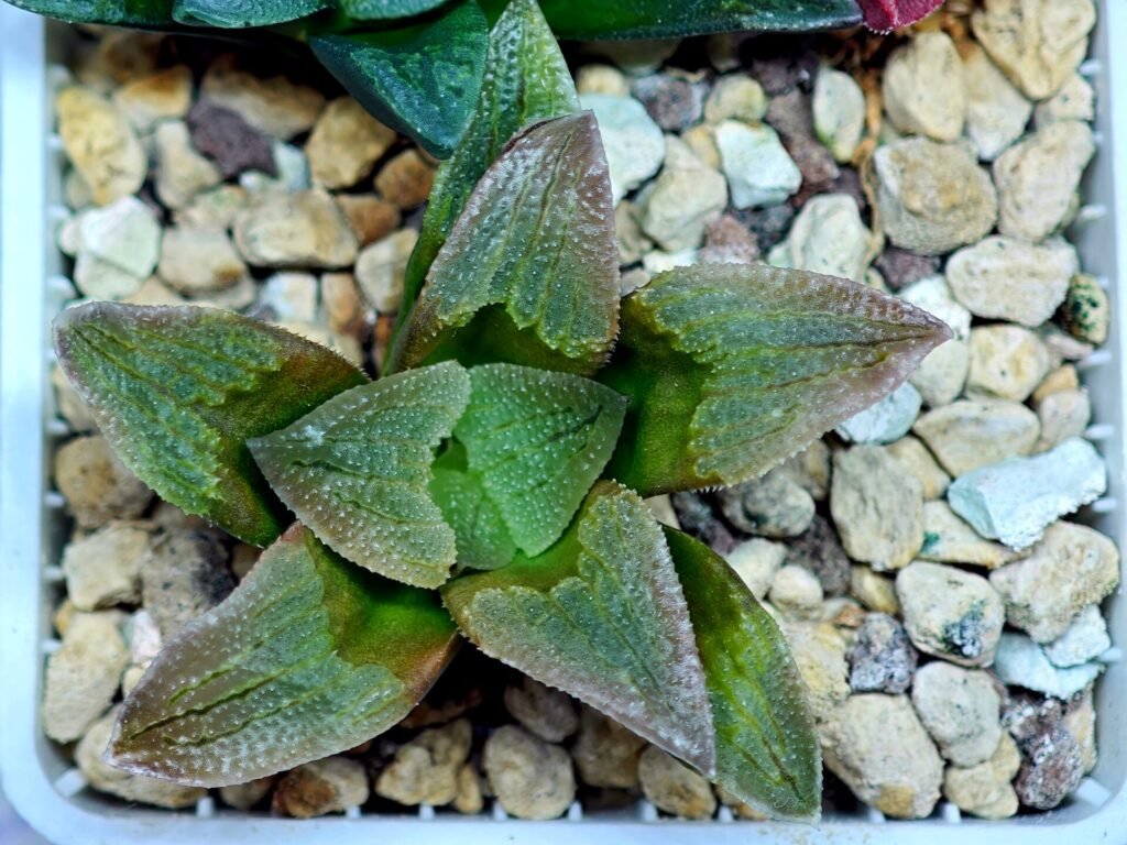 Home 3 Haworthia Seedling S139 - 10