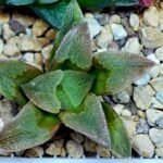 Haworthia Seedling S139 - 10