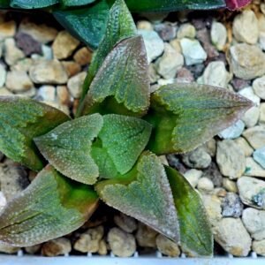 Haworthia Seedling S139 - 10
