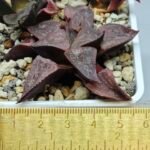 Haworthia Seedling emelyae GM267 S155 - 1