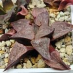 Haworthia Seedling emelyae GM267 S155 - 2