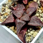 Haworthia Seedling emelyae GM267 S155 - 3