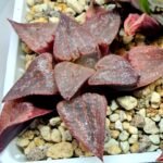 Haworthia Seedling emelyae GM267 S155 - 4