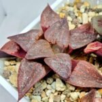 Haworthia Seedling emelyae GM267 S155 - 5