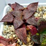 Haworthia Seedling emelyae GM267 S155 - 6