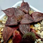 Haworthia Seedling emelyae GM267 S155 - 7