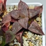Haworthia Seedling emelyae GM267 S155 - 8