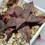 Haworthia Seedling emelyae GM267 S155 - 9